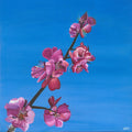 Cherry blossom
