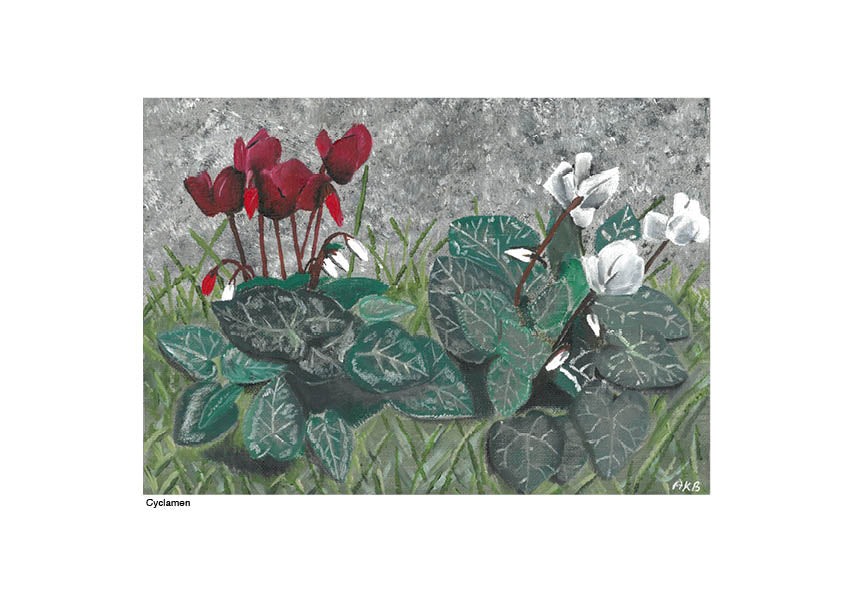 Cyclamen