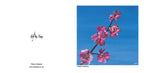 Cherry Blossom