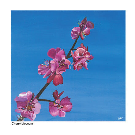 Cherry Blossom