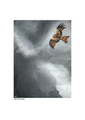 Red Kite Soaring